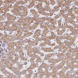 Invitrogen GNS Polyclonal Antibody 100 &mu;L; Unconjugated:Antibodies,