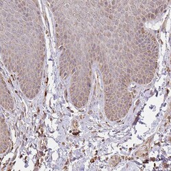 Invitrogen GNS Polyclonal Antibody 100 &mu;L; Unconjugated:Antibodies,
