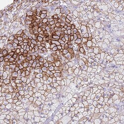 Invitrogen ELOA2 Polyclonal Antibody 100 &mu;L; Unconjugated:Antibodies,