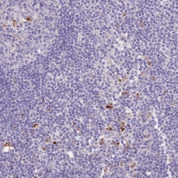 Invitrogen P2Y13 Polyclonal Antibody 100 &mu;L; Unconjugated:Antibodies,