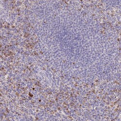 Invitrogen P2Y13 Polyclonal Antibody 100 &mu;L; Unconjugated:Antibodies,