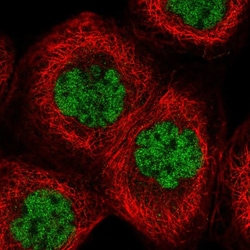 Invitrogen KLF3 Polyclonal Antibody 100 &mu;L; Unconjugated:Antibodies,
