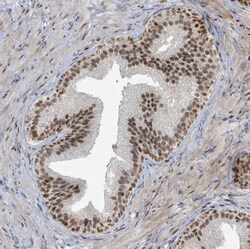 Invitrogen KLF3 Polyclonal Antibody 100 &mu;L; Unconjugated:Antibodies,