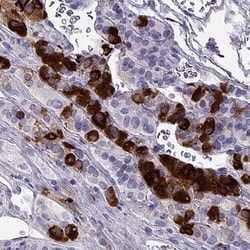 Invitrogen NPTX2 Polyclonal Antibody:Antibodies:Primary Antibodies