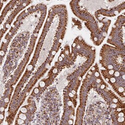 Invitrogen MAVS Polyclonal Antibody 100 &mu;L; Unconjugated:Antibodies,