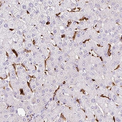 Invitrogen HLA-DRA Polyclonal Antibody 100 &mu;L; Unconjugated:Antibodies,