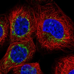 Invitrogen Bcl-rambo Polyclonal Antibody 100 &mu;L; Unconjugated:Antibodies,