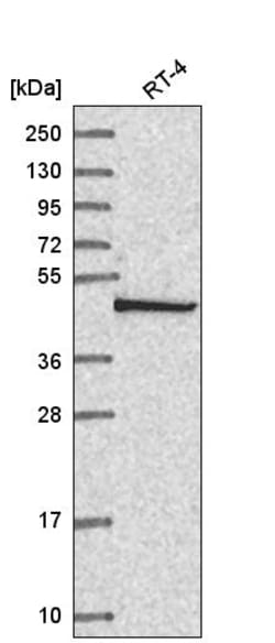 Invitrogen COPS3 Polyclonal Antibody 100 &mu;L; Unconjugated:Antibodies,