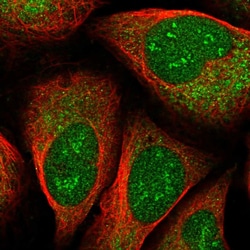 Invitrogen EEF1D Polyclonal Antibody 100 &mu;L; Unconjugated:Antibodies,