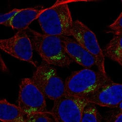 Invitrogen LRRC4 Polyclonal Antibody 100 &mu;L; Unconjugated:Antibodies,