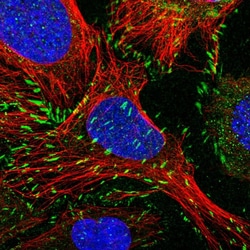 Invitrogen Paxillin Polyclonal Antibody 100 &mu;L; Unconjugated:Antibodies,