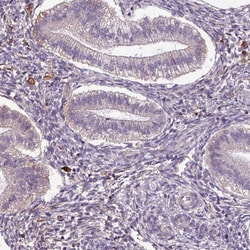 Invitrogen Apolipoprotein C1 Polyclonal Antibody 100 μL; Unconjugated:Antibodies,