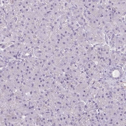 Invitrogen Apolipoprotein C1 Polyclonal Antibody 100 μL; Unconjugated:Antibodies,