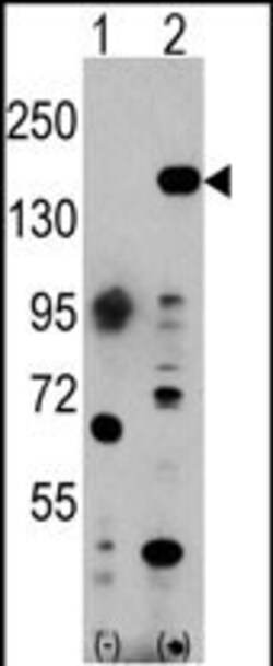 Invitrogen EHMT1 Polyclonal Antibody 400 &mu;L; Unconjugated:Antibodies,