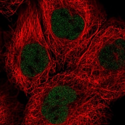 Invitrogen SOX13 Polyclonal Antibody:Antibodies:Primary Antibodies