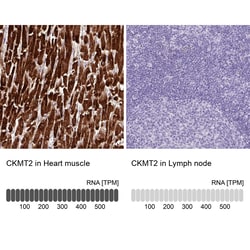 Invitrogen CKMT2 Polyclonal Antibody 100 μL; Unconjugated:Antibodies,