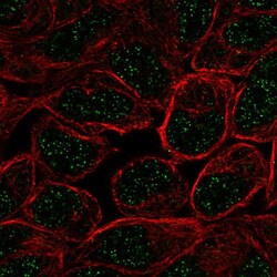 Invitrogen ZNF432 Polyclonal Antibody:Antibodies:Primary Antibodies