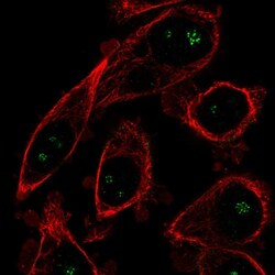 Invitrogen OPLAH Polyclonal Antibody 100 &mu;L; Unconjugated:Antibodies,