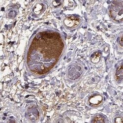 Invitrogen Afamin Polyclonal Antibody 100 &mu;L; Unconjugated:Antibodies,