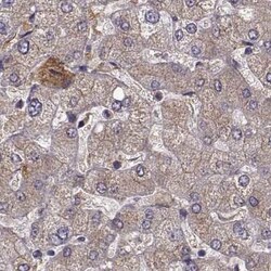 Invitrogen Afamin Polyclonal Antibody 100 &mu;L; Unconjugated:Antibodies,