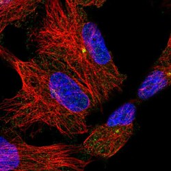Invitrogen BAI2 Polyclonal Antibody 100 μL; Unconjugated:Antibodies,
