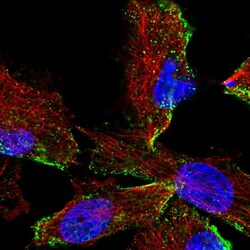 Invitrogen HPS3 Polyclonal Antibody 100 μL; Unconjugated:Antibodies,