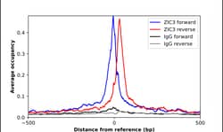 Invitrogen ZIC3 Polyclonal Antibody 100 &mu;L; Unconjugated:Antibodies,