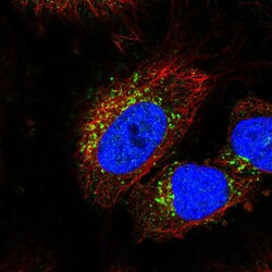 Invitrogen STK11IP Polyclonal Antibody 100 &mu;L; Unconjugated:Antibodies,