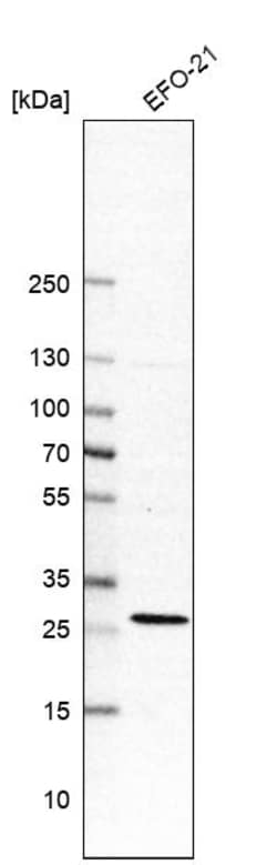 Invitrogen RIT1 Polyclonal Antibody 100 &mu;L; Unconjugated:Antibodies,