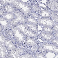Prodynorphin Polyclonal Antibody:Antibodies, Polyclonal