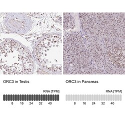Invitrogen ORC3 Polyclonal Antibody:Antibodies:Primary Antibodies