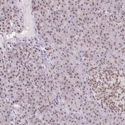 Invitrogen ORC3 Polyclonal Antibody:Antibodies:Primary Antibodies