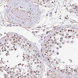 Invitrogen ORC3 Polyclonal Antibody:Antibodies:Primary Antibodies
