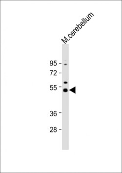 Invitrogen Dnmt2 Polyclonal Antibody 400 &mu;L; Unconjugated:Antibodies,