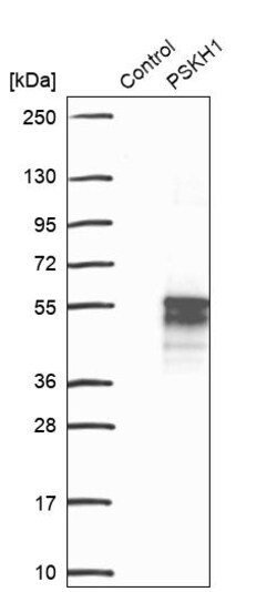 Invitrogen PSKH1 Polyclonal Antibody 100 &mu;L | Buy Online | Invitrogen&trade; | Fisher Scientific