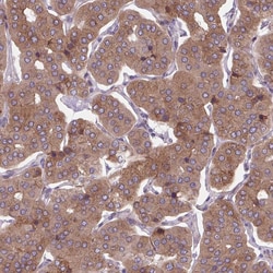 Invitrogen PLA2G4A Polyclonal Antibody 100 &mu;L; Unconjugated:Antibodies,