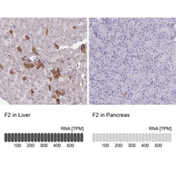 Invitrogen Thrombin Polyclonal Antibody 100 μL; Unconjugated:Antibodies,