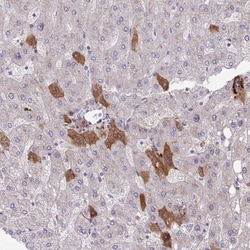 Invitrogen Thrombin Polyclonal Antibody 100 μL; Unconjugated:Antibodies,