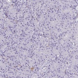 Invitrogen Thrombin Polyclonal Antibody 100 μL; Unconjugated:Antibodies,