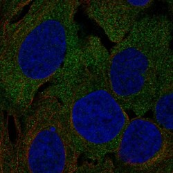 Invitrogen LRRC4C Polyclonal Antibody 100 &mu;L; Unconjugated:Antibodies,