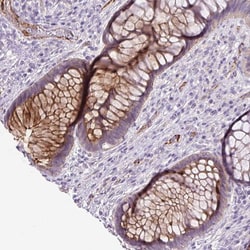 Invitrogen LEFTY Polyclonal Antibody:Antibodies:Primary Antibodies