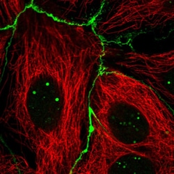 Invitrogen RGS19 Polyclonal Antibody 100 &mu;L; Unconjugated:Antibodies,
