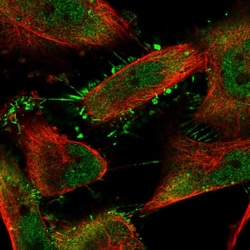 Invitrogen SRPK1 Polyclonal Antibody 100 &mu;L; Unconjugated:Antibodies,
