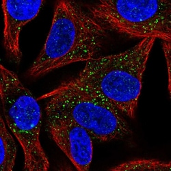 Invitrogen SYT13 Polyclonal Antibody 100 &mu;L; Unconjugated:Antibodies,
