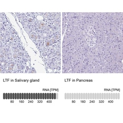Invitrogen Lactoferrin Polyclonal Antibody 100 μL; Unconjugated:Antibodies,