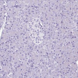 Invitrogen Lactoferrin Polyclonal Antibody 100 μL; Unconjugated:Antibodies,
