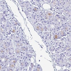Invitrogen Lactoferrin Polyclonal Antibody 100 μL; Unconjugated:Antibodies,