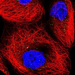 Invitrogen TRUB1 Polyclonal Antibody 100 &mu;L; Unconjugated:Antibodies,