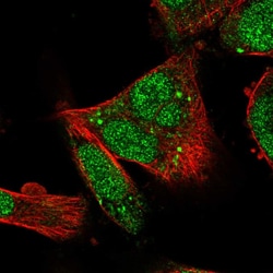 Invitrogen RUFY1 Polyclonal Antibody 100 &mu;L; Unconjugated:Antibodies,
