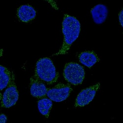 Invitrogen NCF4 Polyclonal Antibody 100 &mu;L; Unconjugated:Antibodies,